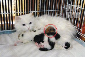 ����� ��������� ������